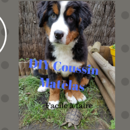 DIY Coussin Matelas pour chien