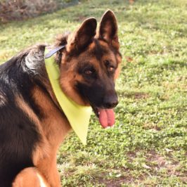 Bandana de sécurité spécial chien