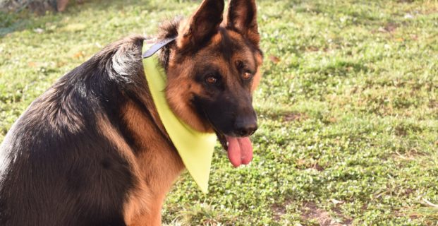 Bandana de sécurité spécial chien