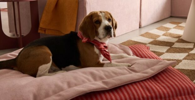 Coussin moelleux pour chien